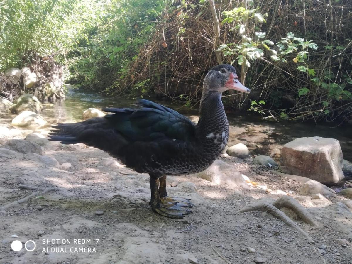 Aptm Dayma Sierra junto al río Majaceite. Benamahoma Exterior foto